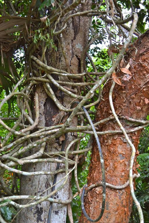 Hotel Jungle Lodge Tikal Ngoại thất bức ảnh